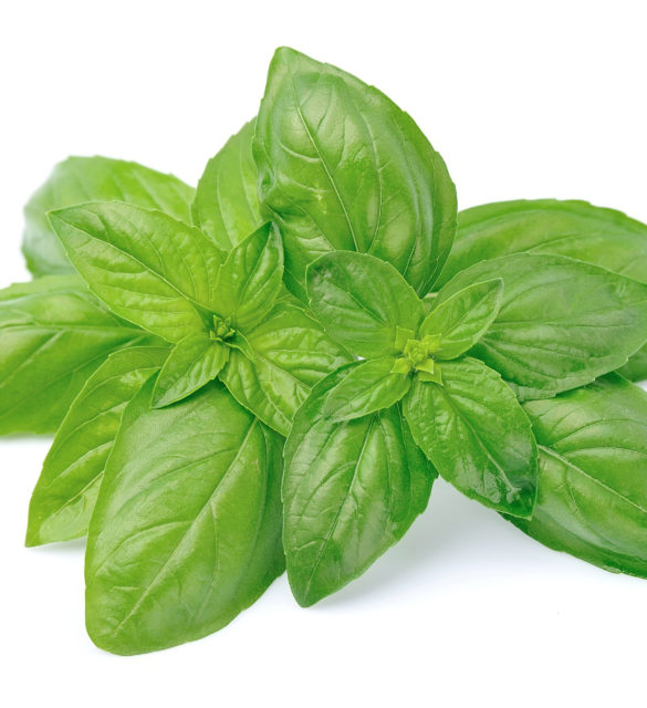 Fresh basil leaves isolated on white background