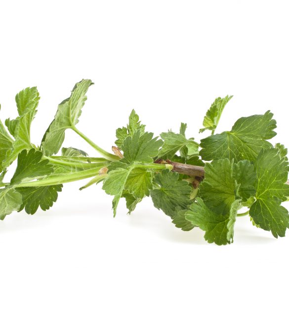 Currant branch isolated on white background