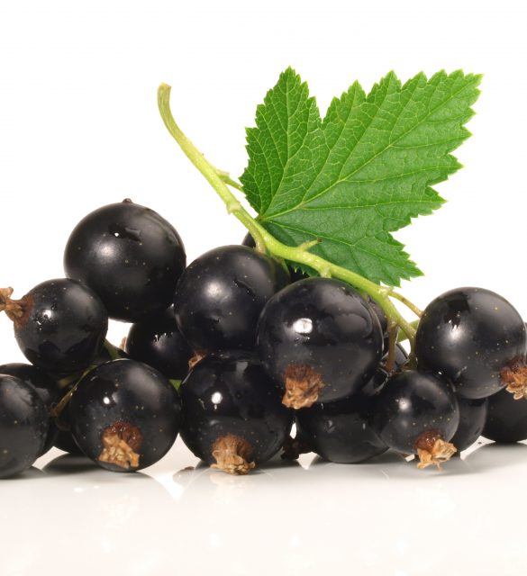 Schwarze Johannisbeeren OLYMPUS DIGITAL CAMERA