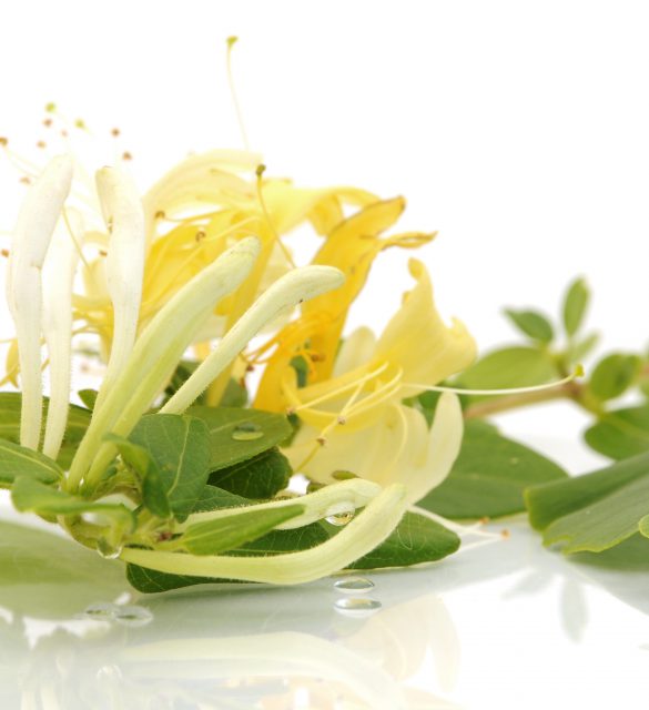 Fracheur chvrefeuille Fracheur chvrefeuille