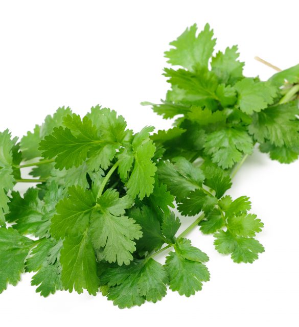Fresh Coriander bunch isolated on white background