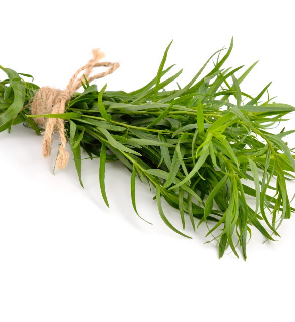 Tarragon (Artemisia dracunculus) Isolated on white background.