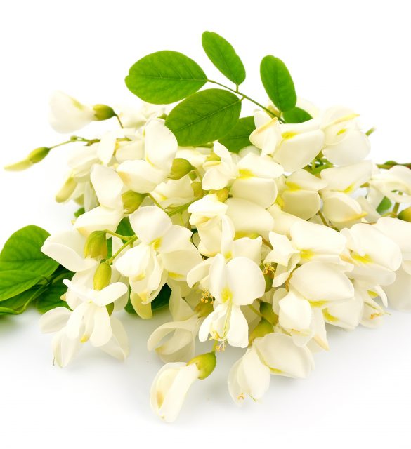 Acacia flowers with leafs on white