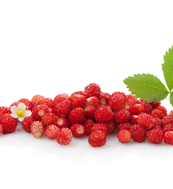 Wild strawberry plant with green leaves and flower, isolated
