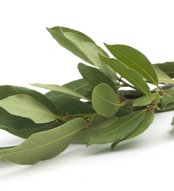 Bay leaf Isolated fresh green branch of laurel on the white
