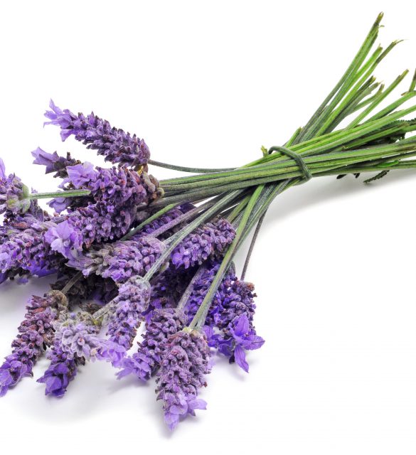 a bunch of lavender flowers on a white background