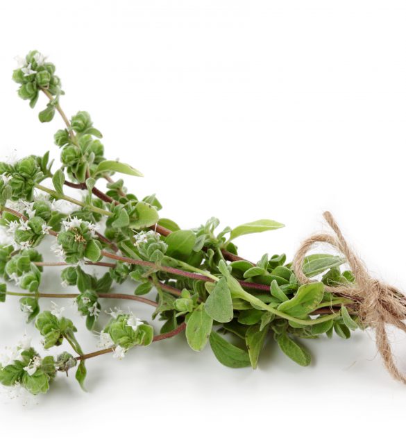 Marjoram isolated on white background Marjoram isolated on white background