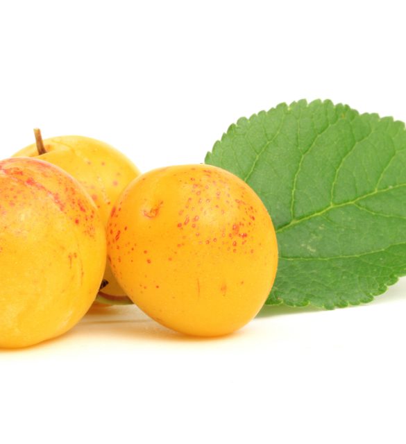 La mirabelle La mirabelle