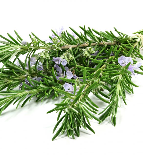 Bund Rosmarin isoliert auf weiem Hintergrund Bund Rosmarin isoliert auf weiem Hintergrund