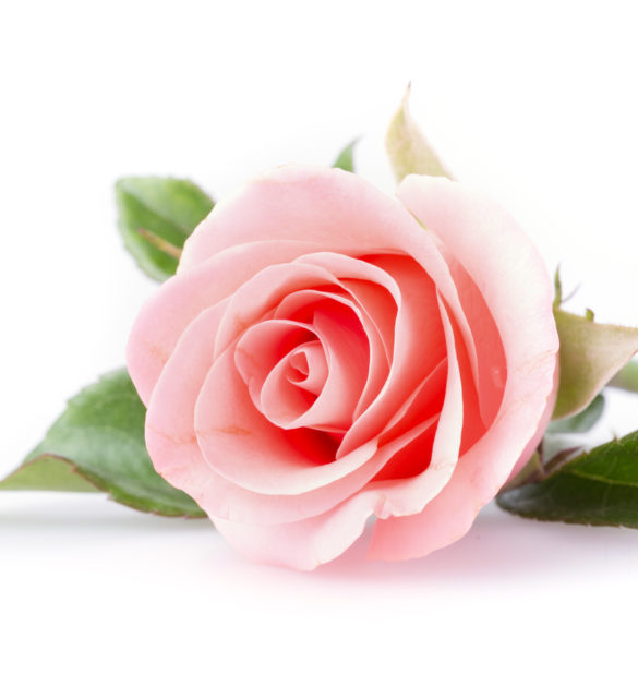 pink rose flower on white background