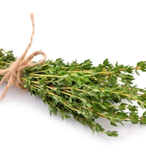 Thyme Thyme isolated on white background.