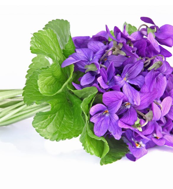 bouquet de violettes
