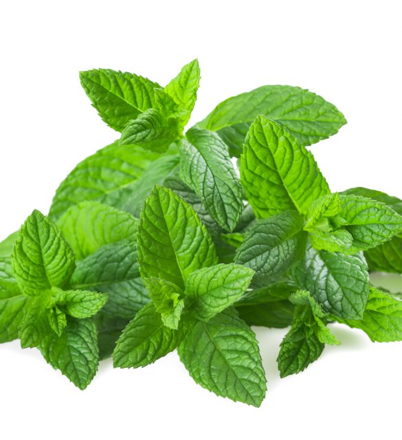 mint plants Fresh mint isolated on white background