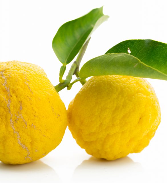 Japanese citron fruits isolated on white background